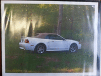 Image 15 of 19 of a 1999 FORD MUSTANG COBRA